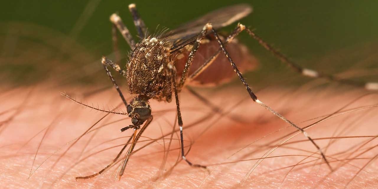 Primo piano di una zanzara tigre su pelle umana mentre si nutre, vettore del virus West Nile