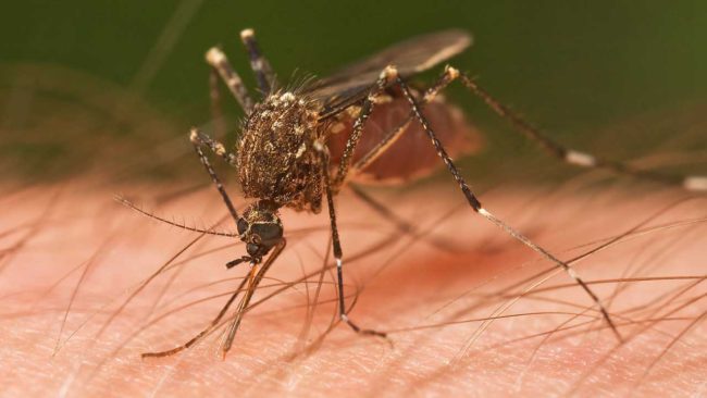 Primo piano di una zanzara tigre su pelle umana mentre si nutre, vettore del virus West Nile