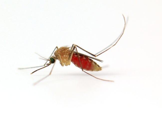 Primo piano di una zanzara Anopheles con addome gonfio di sangue appoggiata su sfondo chiaro, vettore della malaria