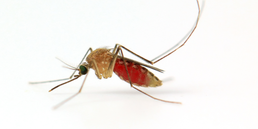 Primo piano di una zanzara Anopheles con addome gonfio di sangue appoggiata su sfondo chiaro, vettore della malaria Primo piano di una zanzara Anopheles con addome gonfio di sangue appoggiata su sfondo chiaro, vettore della malaria