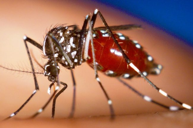 Primo piano di una zanzara tigre (Aedes albopictus) con addome gonfio di sangue, vettore del virus Chikungunya
