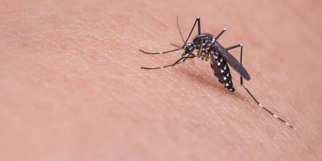 Primo piano di una zanzara tigre posata sulla pelle umana, vettore del virus West Nile