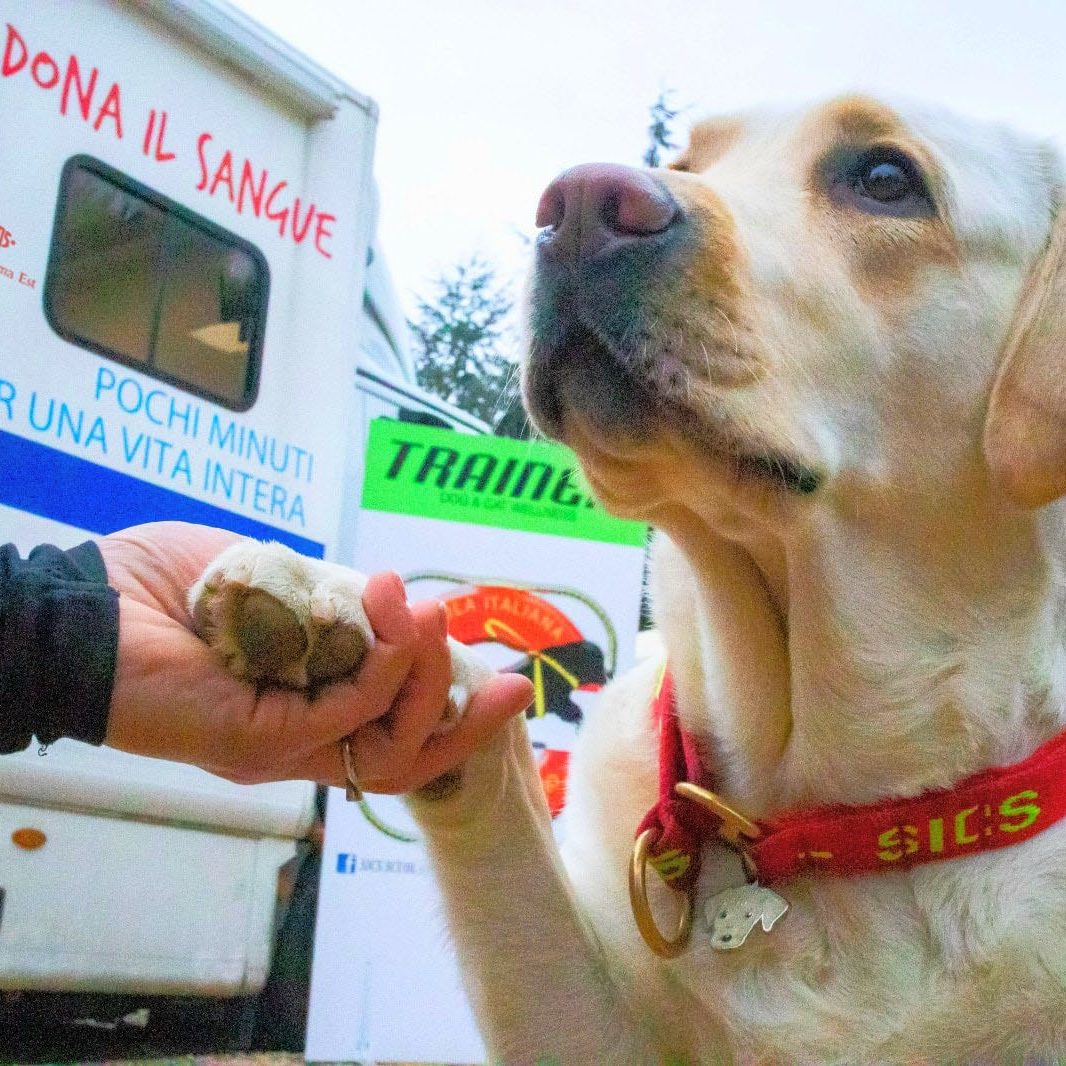 Cane labrador con pettorina rossa della SICS che porge la zampa a una mano umana davanti a un’unità mobile di raccolta sangue