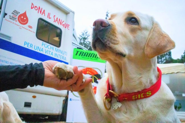 Cane labrador con pettorina rossa della SICS che porge la zampa a una mano umana davanti a un’unità mobile di raccolta sangue Cane labrador con pettorina rossa della SICS che porge la zampa a una mano umana davanti a un’unità mobile di raccolta sangue
