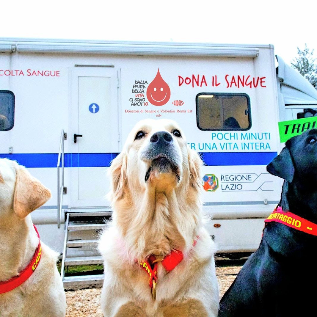 Tre cani da salvataggio della SICS seduti in fila davanti all’autoemoteca di donazione sangue della Regione Lazio